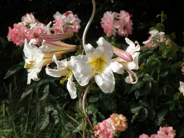 DSCN1274